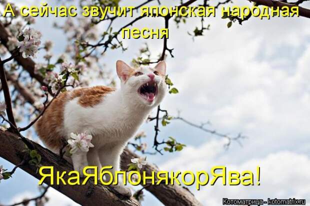 Котоматрица №33