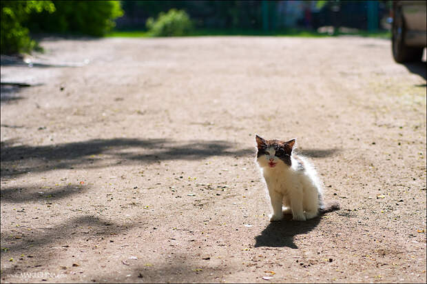 Котята и коты (27 фото)