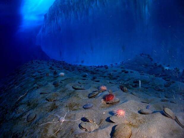 underwater-antarctica