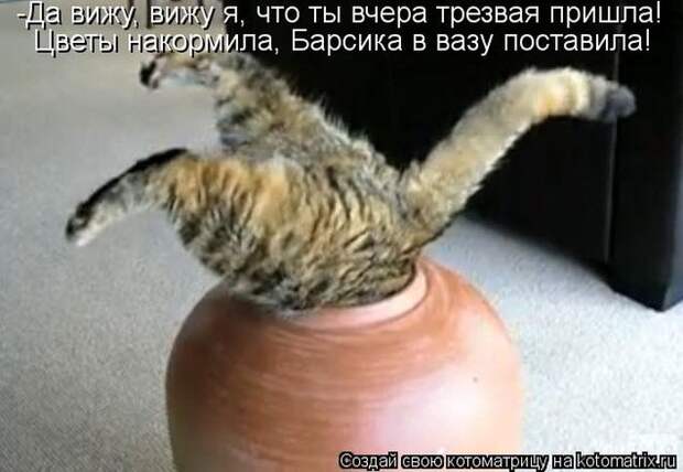 Котоматрица №33