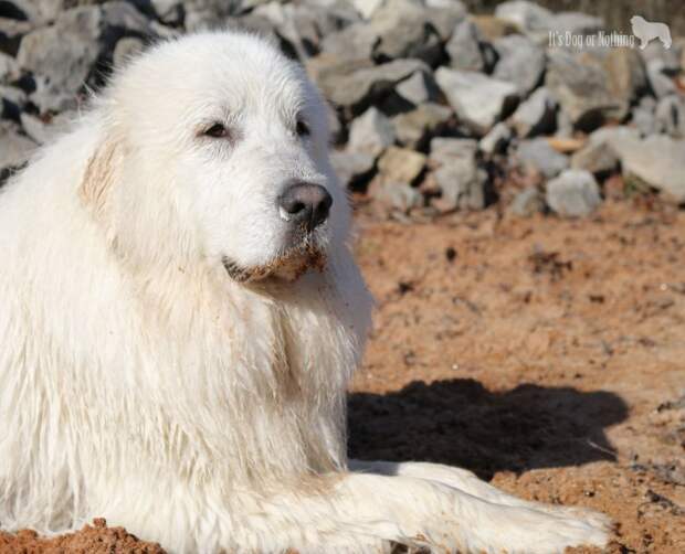Great Pyrenees