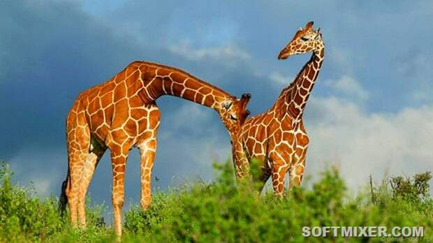 150430101414_kinkier_giraffe_testing_urine_624x351_npl_nocredit