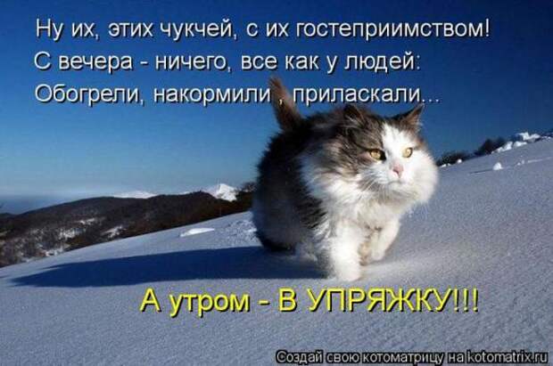 Котоматрицы(картинки с надписями)