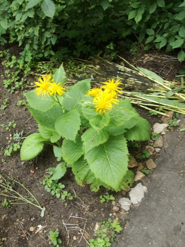 Девясил в ландшафтном дизайне