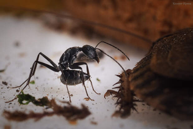 Боевая поза реактивного муравья