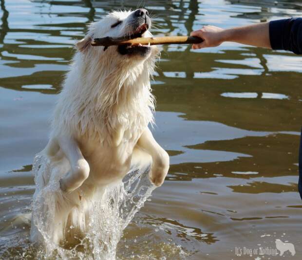 Great Pyrenees