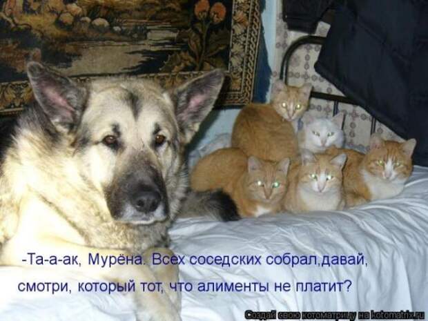 котоматрицы (50 фото)