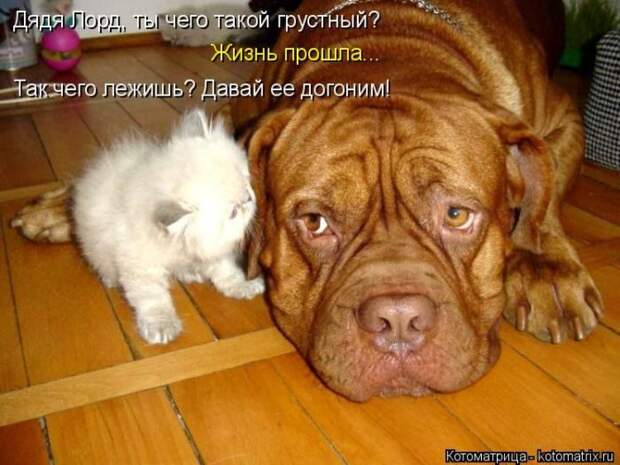 Лучшие котоматрицы недели