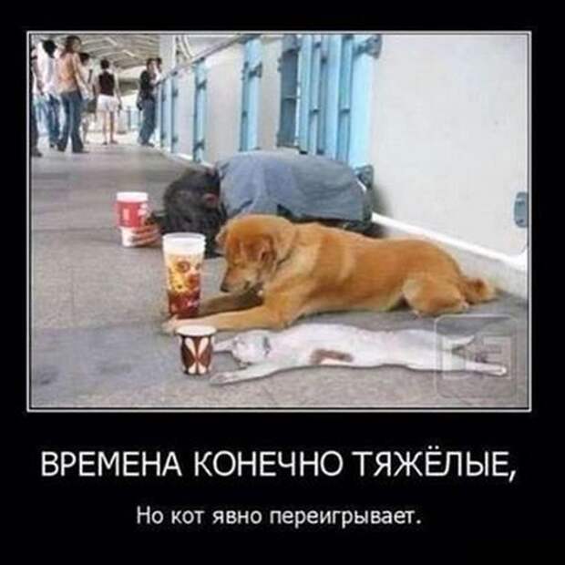 Демотиваторы (30 фото)