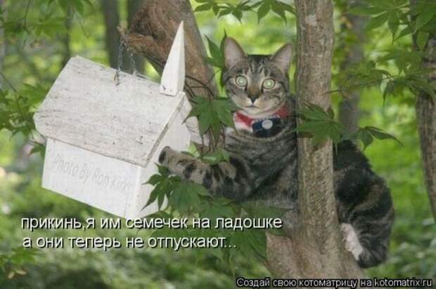 Котоматрица 26