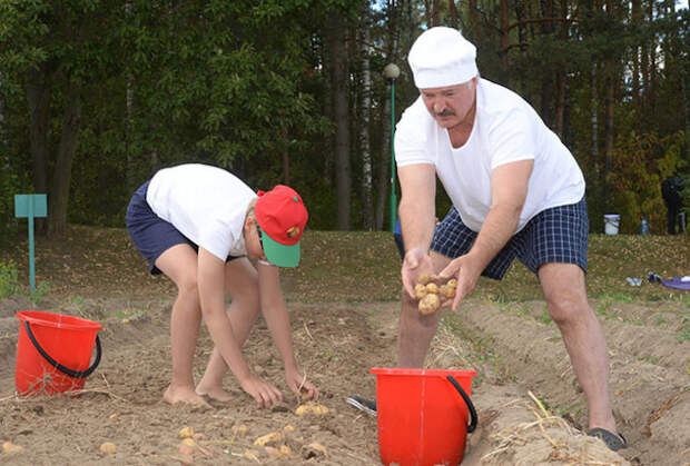 Александр Лукашенко показал, как нужно собирать картошку картошка, лукашенко