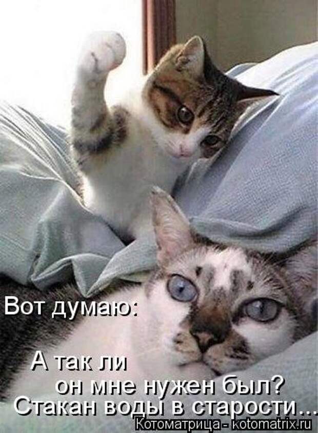 Новая котоматрица на Бугаге (28 фото)
