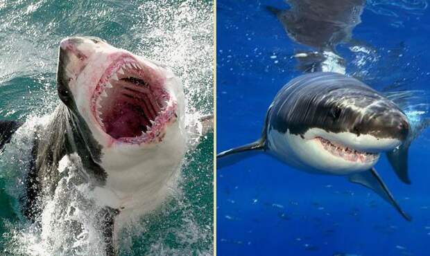 Самым сильный укус у Белой Акулы - интересные факты о млекопитающих
