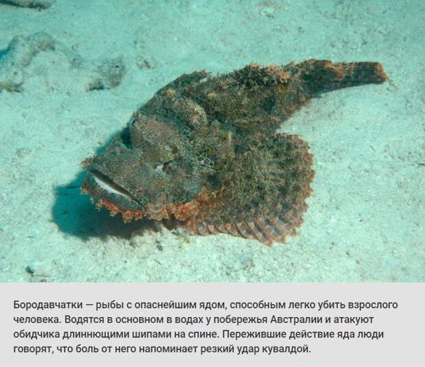 животные, растения, боль, адская боль