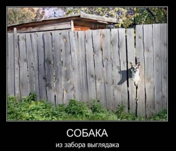Демотиваторы, приколы без особого смысла.