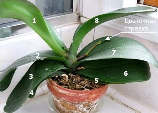 9 правил, благодаря которым орхидея будет буйно цвести круглый год. И всё исключительно своими руками!