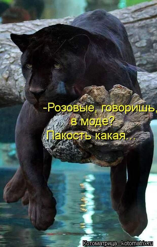 котоматрицы (50 фото)