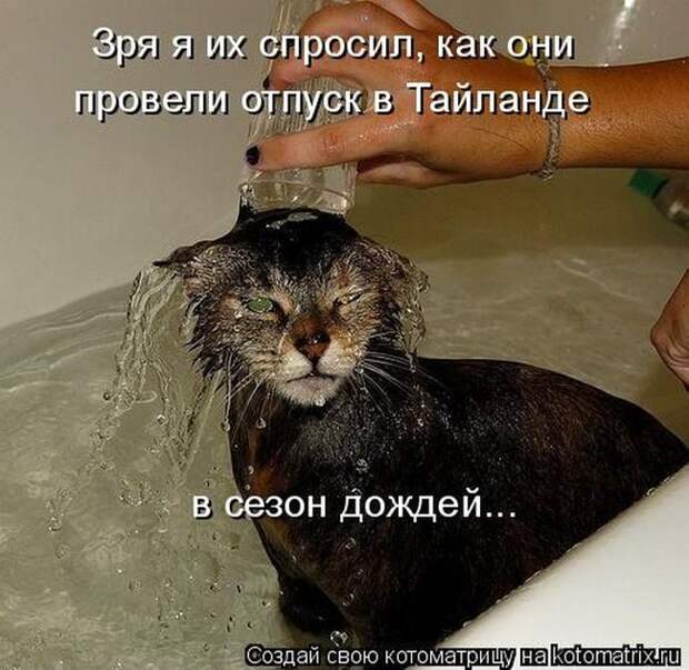 Лучшие котоматрицы недели