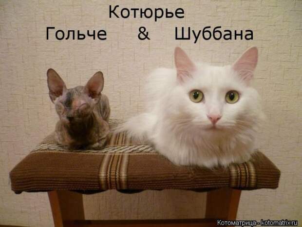 Одна семья (котоматрица)