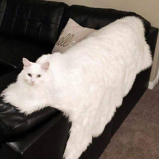 20+ котеек, которые пренебрегают всеми известными законами физики