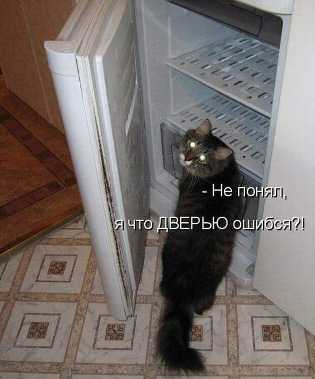 Смешные животные из КотоМатрицы (49 шт.) Смешные животные из КотоМатрицы (49 шт.)