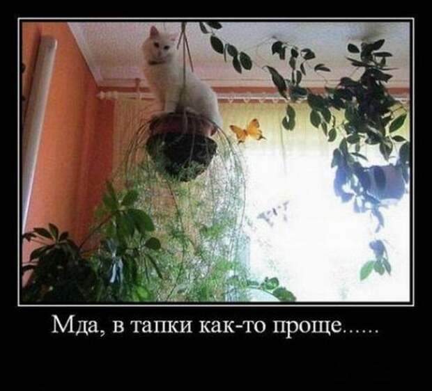 Демотиваторы демотиваторы