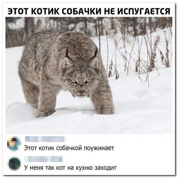 setey-socialnyh-kommentarii-citaty-vkontakte-vkontakte-smeshnye-statusy