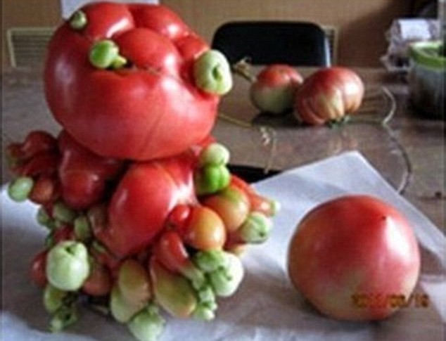 Мутации растительного мира на Фукусиме авария, аэс, мутация, фукусима