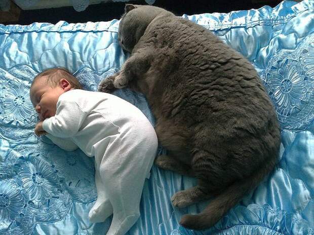 Почему дома нужен котик домашние животные, коты, кошки, содержание