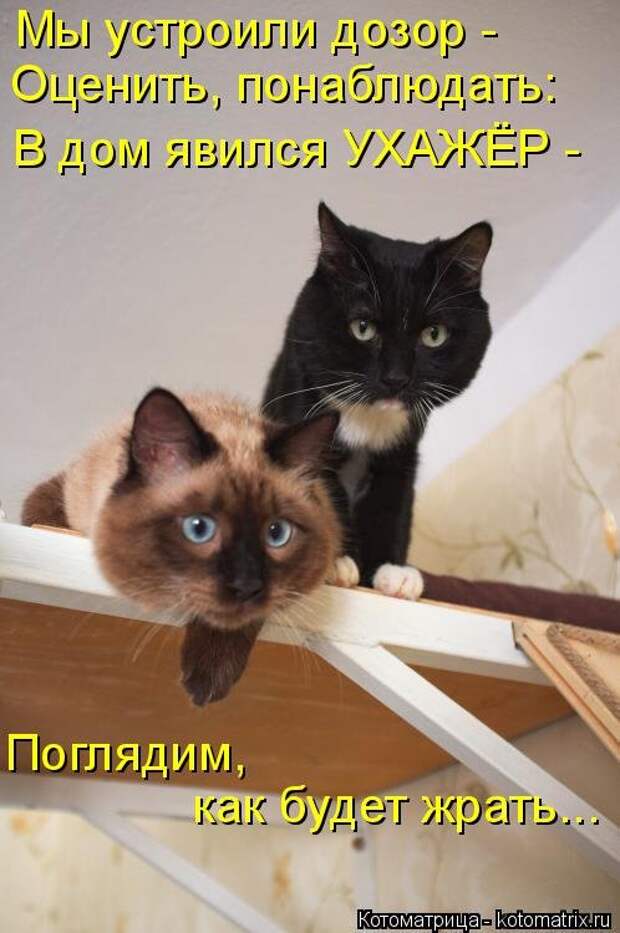 Свежая котоматрица (36 фото)