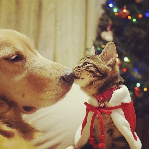 собака выкормила котёнка 4