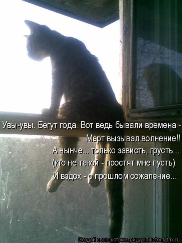 Лучшие котоматрицы недели (50 фото)