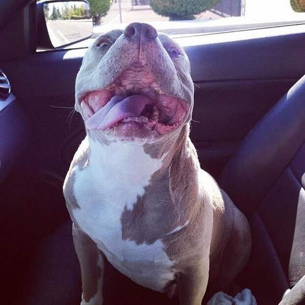 взять взрослую собаку вместо щенка, взрослые собаки против щенков