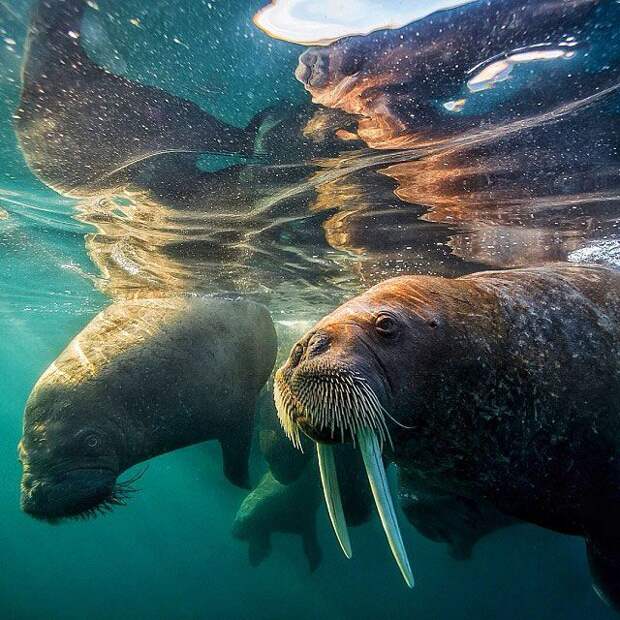 Лучшие фотографии от National Geographic