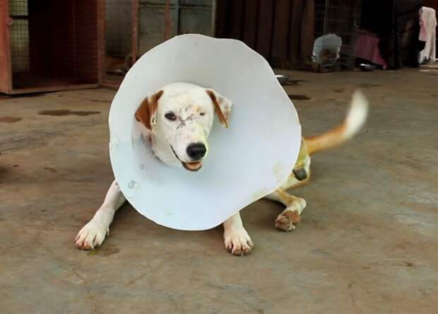 спасение собаки Индия, Пират собака оторванная лапа, Animal aid unlimited