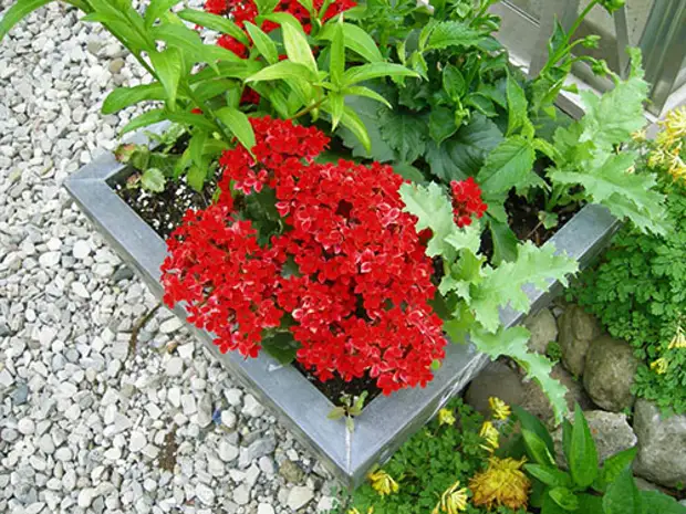 Результат хорошего ухода Результат хорошего ухода