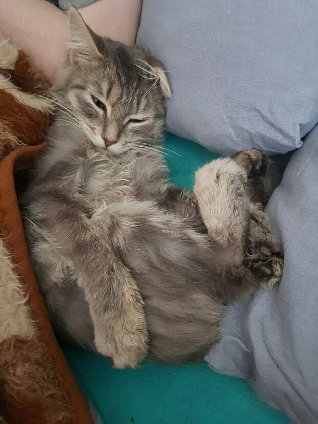 полосатая кошка на кровати