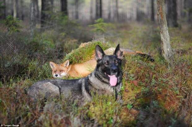 Sniffer fox and Tinni, дружба между лисой и собакой