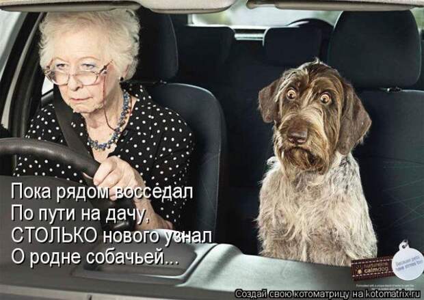 Лучшие котоматрицы недели (50 фото)