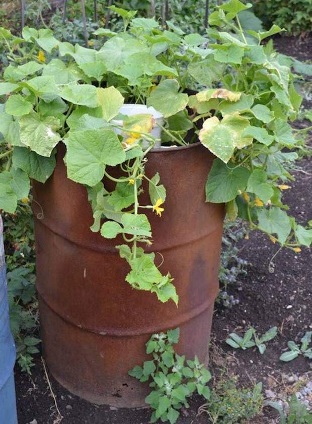 Через месяц. Через месяц.