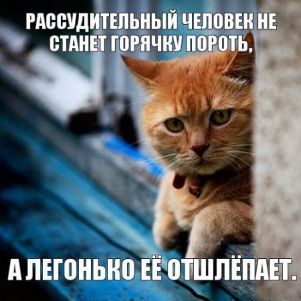Интересные фразы с картинками о жизни и с юмором.