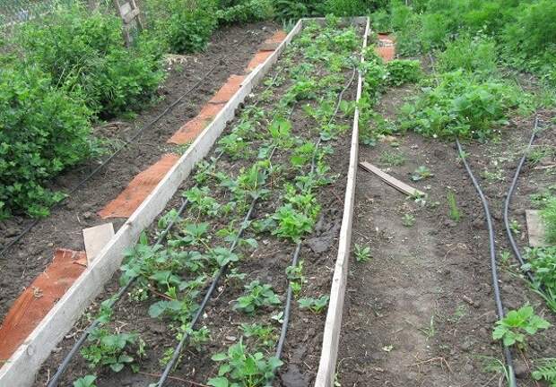 интересные советы для дачи