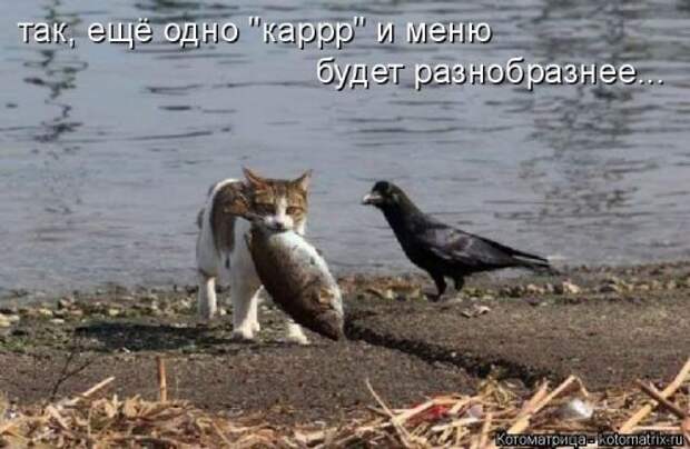Лучшая котоматрица недели на Бугаге (30 фото)