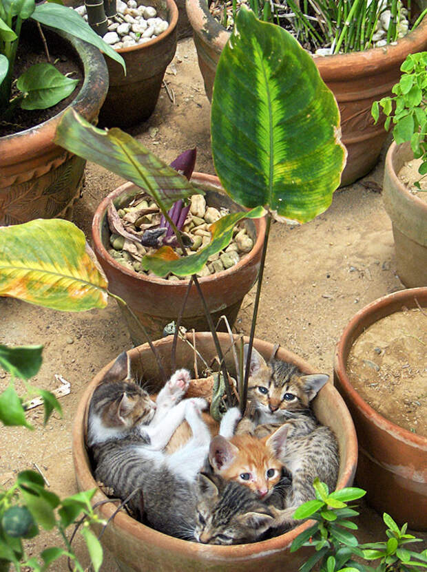 Кошки, которые возомнили себя растениями коты, растения