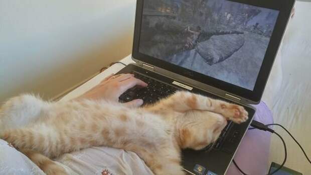 Коты, которым самое место в драмкружке