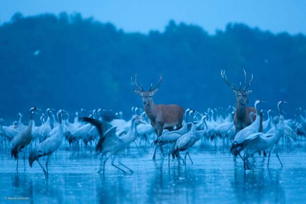 Red Deer and Cranes
