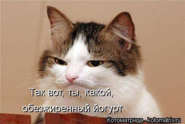Прикольные котоматрицы Прикольные котоматрицы