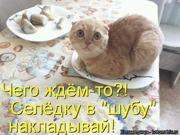 Прикольные котоматрицы - смешные кошки Прикольные котоматрицы - смешные кошки