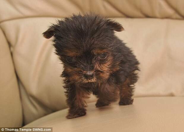 Самый крохотный щенок в Великобритании долго боролся за жизнь животные, йорк, маленький, питомцы, собака, терьер, фото, щенок