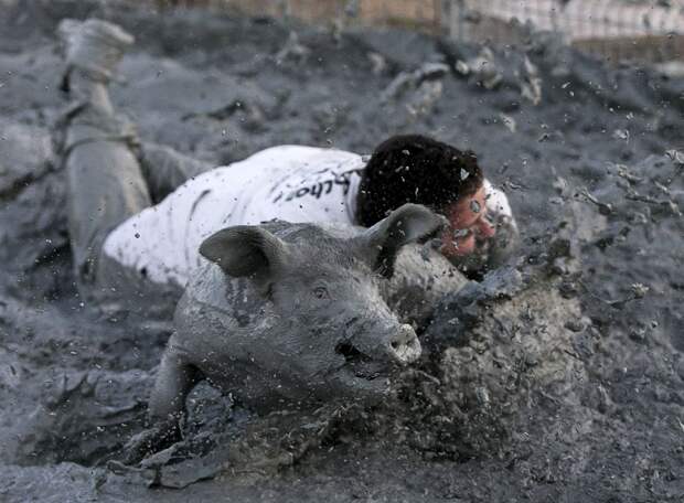 Борьба в грязи со свиньями